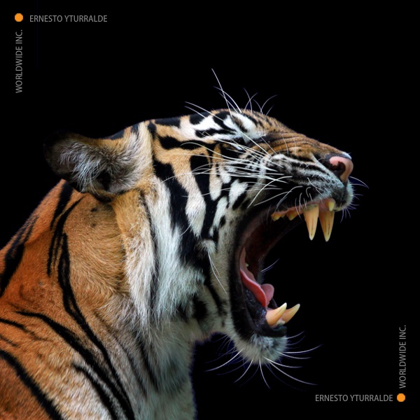 Tigres de Ventas | Formación en Ventas Estratégicas y Negociación con metodología experiencial